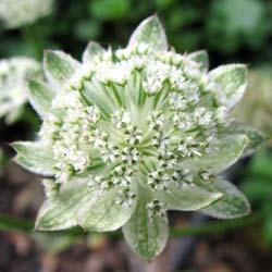 astrantia major alba